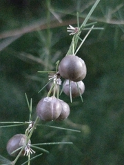 Asparagus umbellatus subsp. lowei image