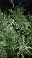 Asparagus umbellatus image