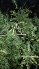 Asparagus umbellatus subsp. lowei image