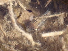 Cyprinodon macularius