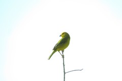 Sicalis flaveola