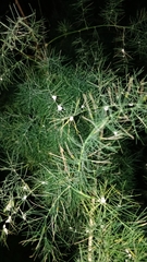Asparagus umbellatus subsp. lowei image