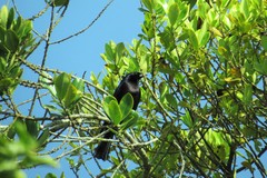 Molothrus bonariensis