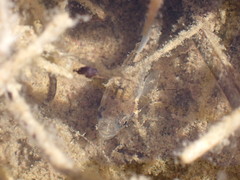 Cyprinodon macularius