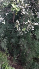 Asparagus umbellatus subsp. lowei image