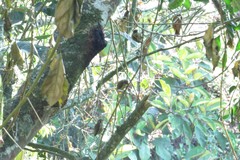 Picumnus olivaceus