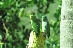 Forpus conspicillatus