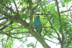 Tangara gyrola