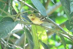 Setophaga castanea