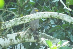 Rupornis magnirostris