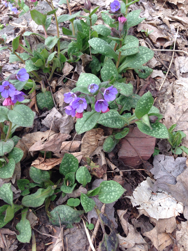 Longkruid (Pulmonaria officinalis)
