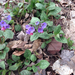 Lungwort Complex - Photo (c) Charlie Hohn, some rights reserved (CC BY), uploaded by Charlie Hohn