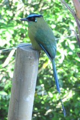 Momotus aequatorialis