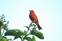 Piranga rubra
