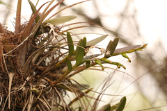 Epidendrum rigidum image