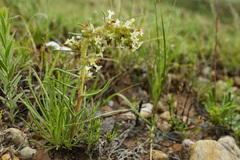 Ipomopsis spicata
