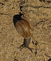 Helminthoglypta tudiculata