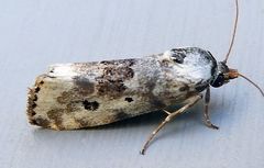 Ponometia tripartita