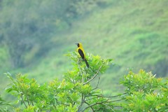 Icterus chrysater