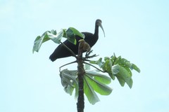 Phimosus infuscatus