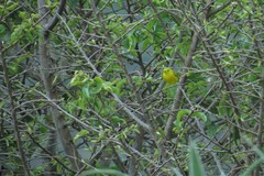 Setophaga petechia