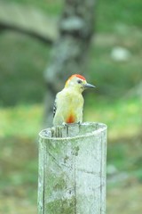 Melanerpes rubricapillus