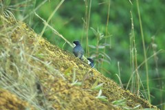 Pygochelidon cyanoleuca