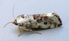 Ponometia tripartita