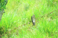 Stelgidopteryx ruficollis