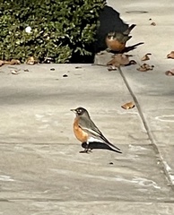 Turdus migratorius