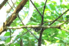 Mniotilta varia