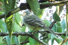 Elaenia