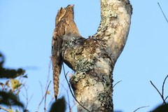 Nyctibius griseus