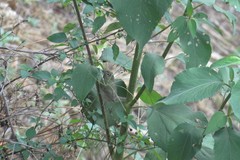 Tiaris olivaceus