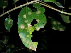 Cephaleuros lagerheimii