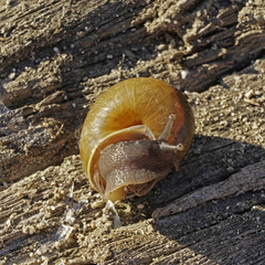 Helminthoglypta tudiculata