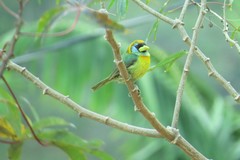 Eubucco bourcierii