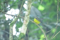 Basileuterus culicivorus