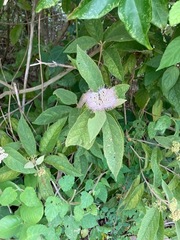 Callicarpa acuminata