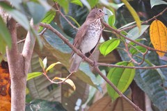 Catharus ustulatus