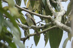Legatus leucophaius