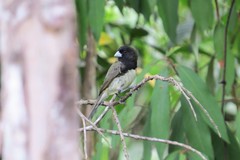 Sporophila nigricollis