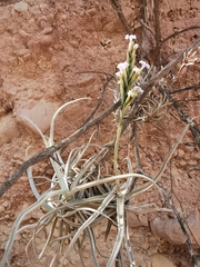 Tillandsia streptocarpa