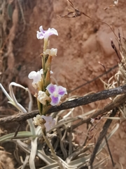 Tillandsia streptocarpa