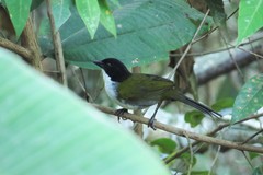Arremon atricapillus