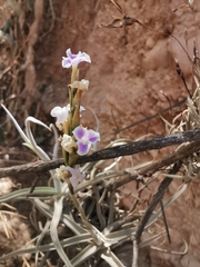 Tillandsia streptocarpa