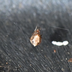 Theridiidae