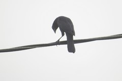Molothrus oryzivorus