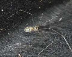 Pholcus phalangioides
