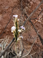 Tillandsia streptocarpa